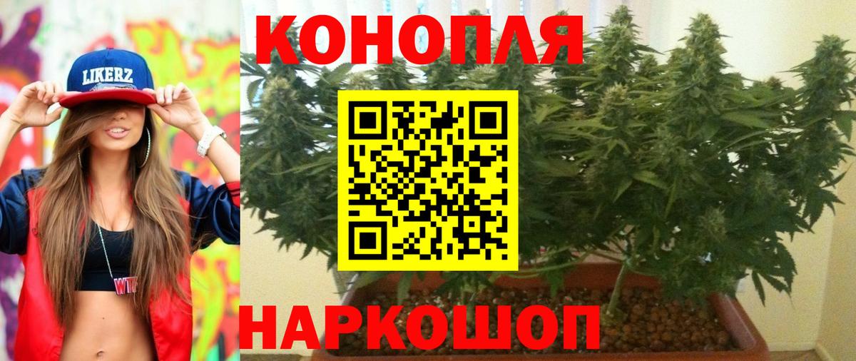 Сальск  Марихуана планчик  Марихуана сатива  Шишки марихуана гибрид  Вход с VPN 